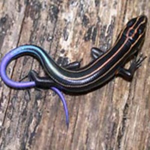 OUTDOOR ADVENTURES- Reptiles and Amphibians of Connecticut