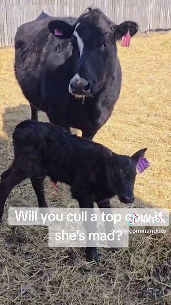 Understanding Crazy Cows: Behavior and Characteristics