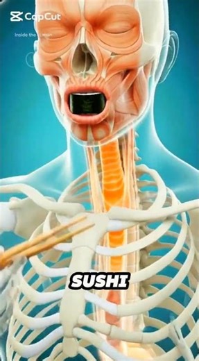 What Happens When You Eat Sushi? 🍣 Inside Your Body. #sushi #shorts #humanbody #healthanimation