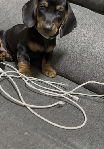 Perro Salchicha Causando Desorden y Diversión