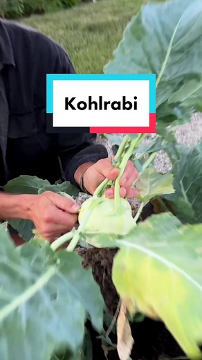 Do you grow or buy kohlrabi? It’s a great, underused vegetable that I love to use in so many ways! #garden #gardening #kohlrabi