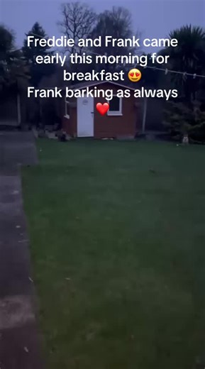 Feeling Foxy 🦊 (@feeling.foxy3)’s videos with original sound - Feeling Foxy 🦊