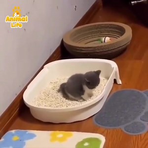 1.6K views · 126 reactions | Sweet kittens make your heart beat  | Animals So Cute | Facebook