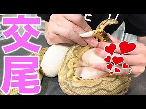 Copulation: How Ball Pythons Do It