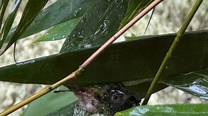 A Hummingbird Nest in the Rain