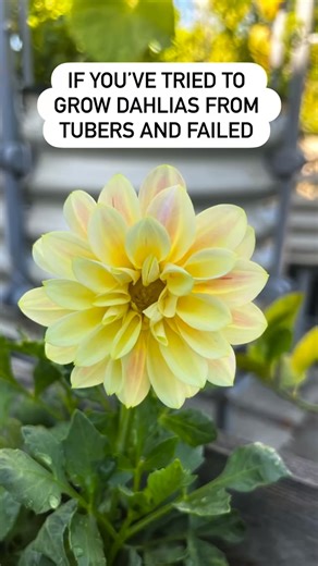 Last year I tried growing dahlias from tubers… and failed. This year, I started them from seed, and had a great experience! 🌸✨ Here’s what I learned about growing dahlias from seed vs. tuber: From seed: 🌸 Easy to start indoors, easy to grow 🌸 Fun surprise with regards to both color and form 🌸 Less chance of disease 🌸 Form a tuber by the end of the growing season which can be grown again next year From tuber: 🌸 Predictable color and shape 🌸 Potential to bloom earlier 🌸 But they’re pricier