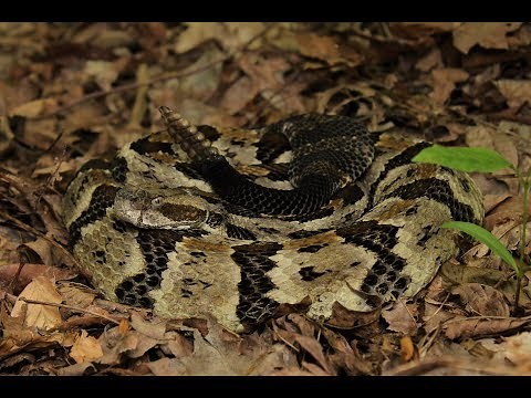 Illinois Timber Rattlesnake