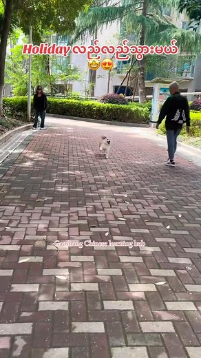 Learning Chinese with cutie 🤩 #chineselanguagecourse #chineselanguage #foryou #fypage #petlovers #毛孩子 #fypageシ #pet #justforfun #cutebaby #cutebabyanimals #cats #catlovers #catlover #dogs #doglovers #dog #doglover | Gao Shang Chinese Learning Hub