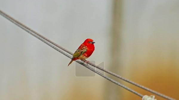 African bearded barbet with distinctive bristles, tropical island Mauritius Stock Video Footage - Alamy