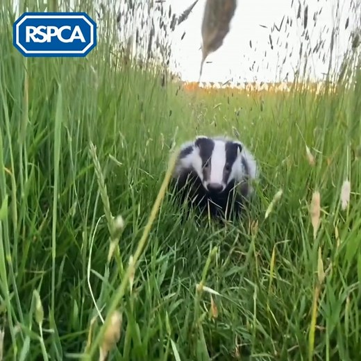 🦡💙 This #NationalBadgerDay, meet some of the beautiful badgers our teams have had the pleasure of rescuing, rehabilitating, and releasing! There are lots of ways you can help badgers too - find out how: https://bit.ly/3M2P7u7 | RSPCA (England & Wales)