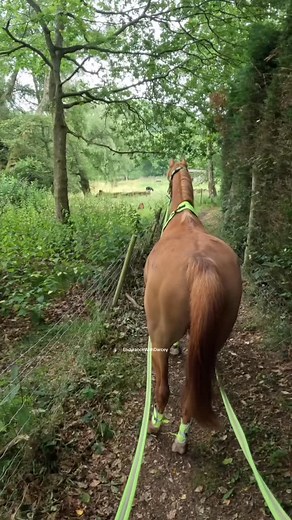 2.5K views · 6.1K reactions | Young horse Leo met sheep for the first time! #horse #equestrian #horseriding #equine #horses #horsesofinstagram #gopro #sheep #sheepfarm #sheepofinstagram #younghorse #arabianhorse | EndurancewithDarcey | Facebook