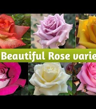 25 Beautiful rose varieties with name /I'd (part -2)#rose #htrose #dutch #floribunda