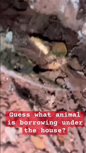 What animal is borrowing under this house ?