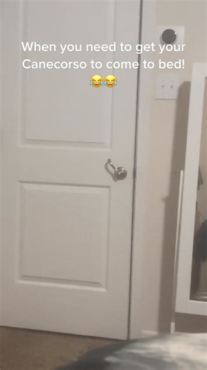 1.3M views · 50K reactions | The peaking is what gets you laughing  - Make sure to grab your Cane Corso training book: book.canecorsopets.com  | Cane Corso Pets | Facebook