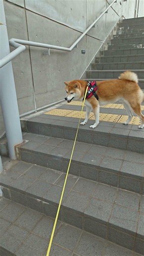 【柴犬あずき】階段トレーニング🐕