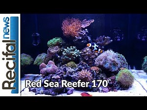 [VLOG#1] Axel : Red Sea Reefer 170