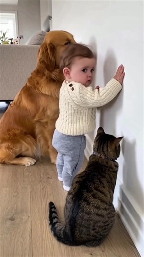 9.9M views · 218K reactions | Baby, Dog, and Cat Caught Standing Trial for Chocolate Theft! #FunnyPets #BabyAndPets #CuteAnimals #PetComedy #GuiltyFaces #ViralReel #BeagleLove #TabbyCat #PetLovers #WholesomeLaughs #PetCrimes #CaughtOnCamera #BabyHumor | Fluffy Moments | Facebook