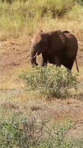 SUNSET VIEW AND WILDLIFE AT BUFFALO SPRINGS GAME RESERVE