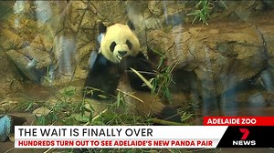 The curtains have dropped on Adelaide Zoo's Bamboo Forest, and for the first time the public has caught a glimpse of new pandas Yi Lan and Xing Qiu. Hundreds of visitors flooded the enclosure, the pair not afraid to put on a show. Download the 7NEWS app: 7news.link/7newsapp #7NEWS | 7NEWS Adelaide