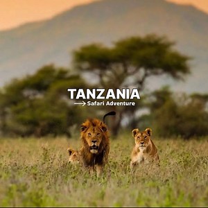Tanzania has the largest animal population density of any country in the world. There are more animals per square mile of land in Tanzania than anywhere else. Tanzania has a huge variety of animals. Its fields, wetlands, and forests are home to ⤵️ ▶️ 430 Mammalian species: The coastal nation is home to 60,000 African savannah elephants and about 200 black rhinos. It is also home to cheetahs, leopards, lions and the rather elusive golden cat. Herbivores which roam its plains include buffaloes, el