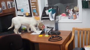 1K views · 46 reactions | PET PROJECT IS BACK! Season 2 with NWTSPCA starts September 28. Dogs and cats to love, every Friday. Need some of that action now? Watch our Season 1 highlights! ⬇️ | Cabin Radio NWT | Facebook