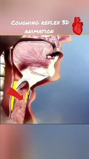 coughing reflex |3D animation #shorts #viralsvedio
