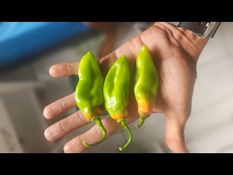 Growing Pimento Peppers 🌶 the organic way and some nature scenes.