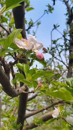 summer pollination on apple tree by Honey bee 🐝