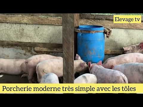Modern pigsty, very simple and practical. 2-month-old piglet for sale at a good price.