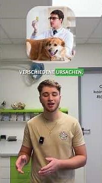 Blasenentzündung beim Hund: Sofort erkennen!
