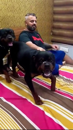 When Wife Raises Her Voice On Me And My Rottweiler