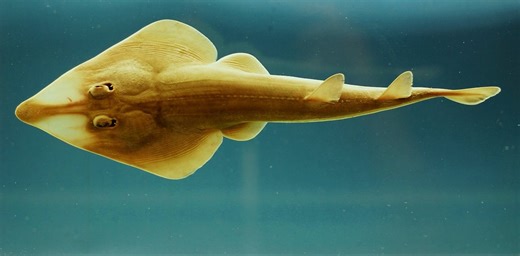 Sawfish, guitarfish and more: Meet the rhino rays, some of the world’s most oddly shaped and highly endangered fishes