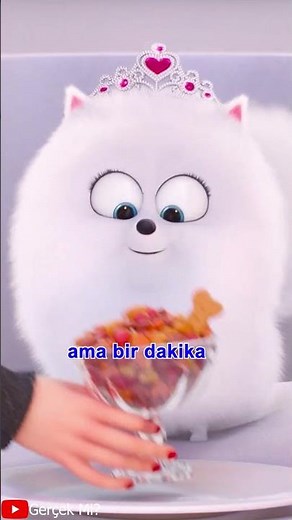 Evcil Hayvanların Gizli Yaşamı Özel Detay