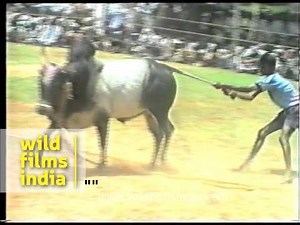 The great Indian bull fight, or bull taming?