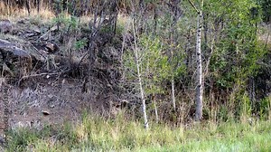Two Wild Turkey parents and several chicks climb up a ridge in a forest in spring, Part 3 of 3 in sequence