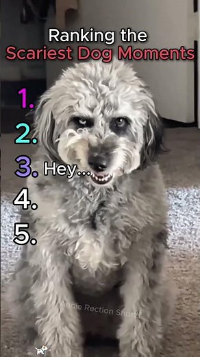 Ranking the Scariest Dog Moments #scary #dog