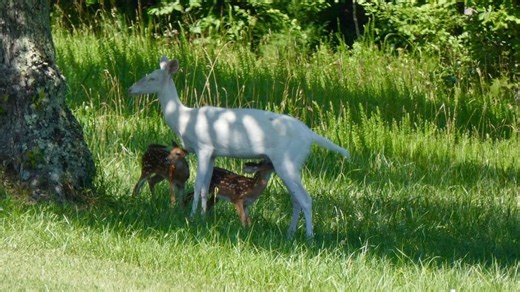 Rare albino deer sightings in Virginia; experts explain their unique characteristics