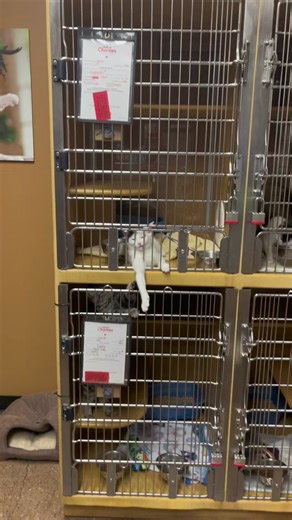 Kittens for Adoption at Your Local Animal Shelter