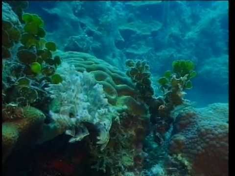 Découverte du Monde - Coraux et fonds marins
