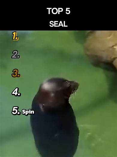 Top 5 Seals #top5moments #top5 #ranking