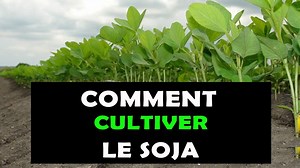 🔴 COMMENT CULTIVER LE SOJA Toutes les étapes pour réussir la culture du soja ============== ➤ Pour accéder à nos formations agrobusiness : http://agrospacegroup.com/formation ➤ Pour accéder à nos livres et ressources pour réussir dans l'agrobusiness: http://agrospacegroup.com/agro-librairie ================= ➤ Pour trouver des machines agricoles modernes, visiter notre magasin https://a-laferme.com ================= Pour participer à nos prochaines conférences de formations à Lomé http://agrosp