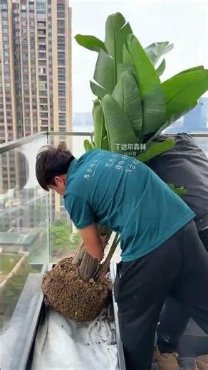 Most beautiful balcony garden corner transformed in 2 hours