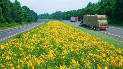No, you can't stop to take photos of wildflowers on the highway