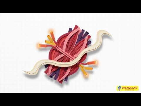 Your Amazing Muscles | The Human Body | How Things Work | Dreamland Publications