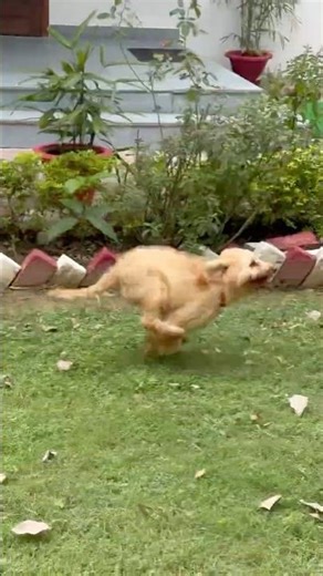 🤩Morning play❤️❤️ #cockapoo #pets #dogpuppy