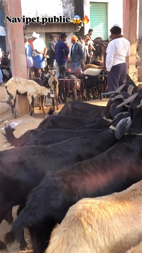 Asad Aamir on Instagram: "Famous bakramandi telangana 📍9146915077 #foryou #trending #viral"