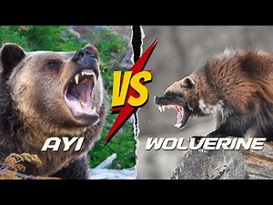 Wolverine Documentary | Wolverine vs Wolf, Bear, Puma #wolverine #mediainformation