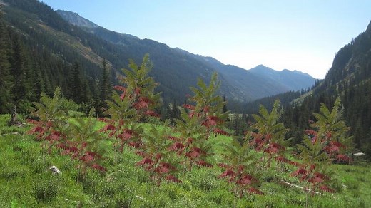 K-Selected Species | Definition, Characteristics & Examples