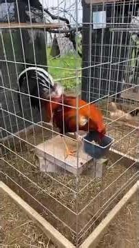 How to Properly Care for Gamefowl | Daily Routine, Feeding, Health & Ethical Tips