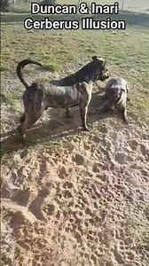 🐾🤩 Two Cimarron Uruguayo Dogs playing - Duncan & Inari Cerberus Illusion🐾🤩